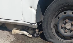 Otomobilin altına sıkışan köpeği itfaiye kurtardı