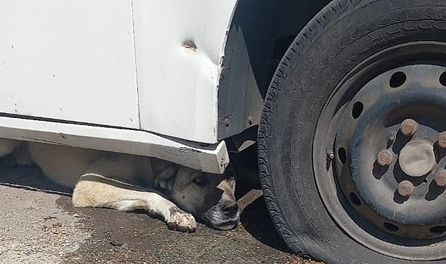 Otomobilin altına sıkışan köpeği itfaiye kurtardı