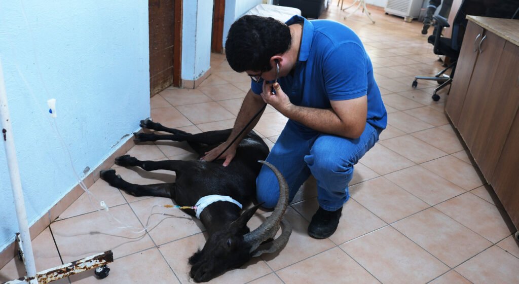 Kemer’de yaralı bulunan dağ keçisi tedaviye alındı