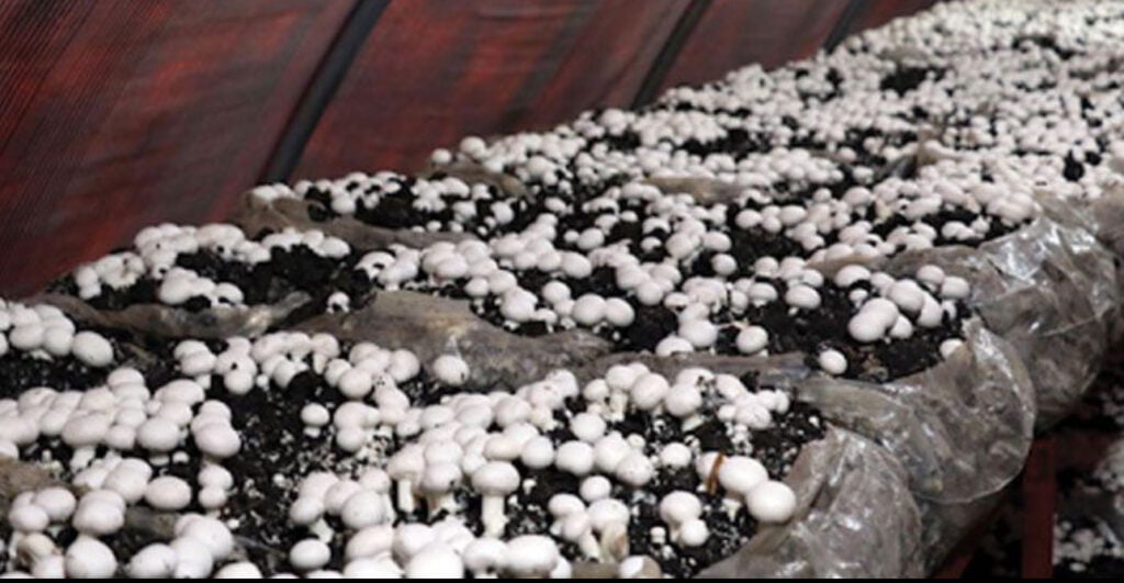 Isparta’da mantar üretimi artıyor