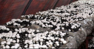 Isparta’da mantar üretimi artıyor