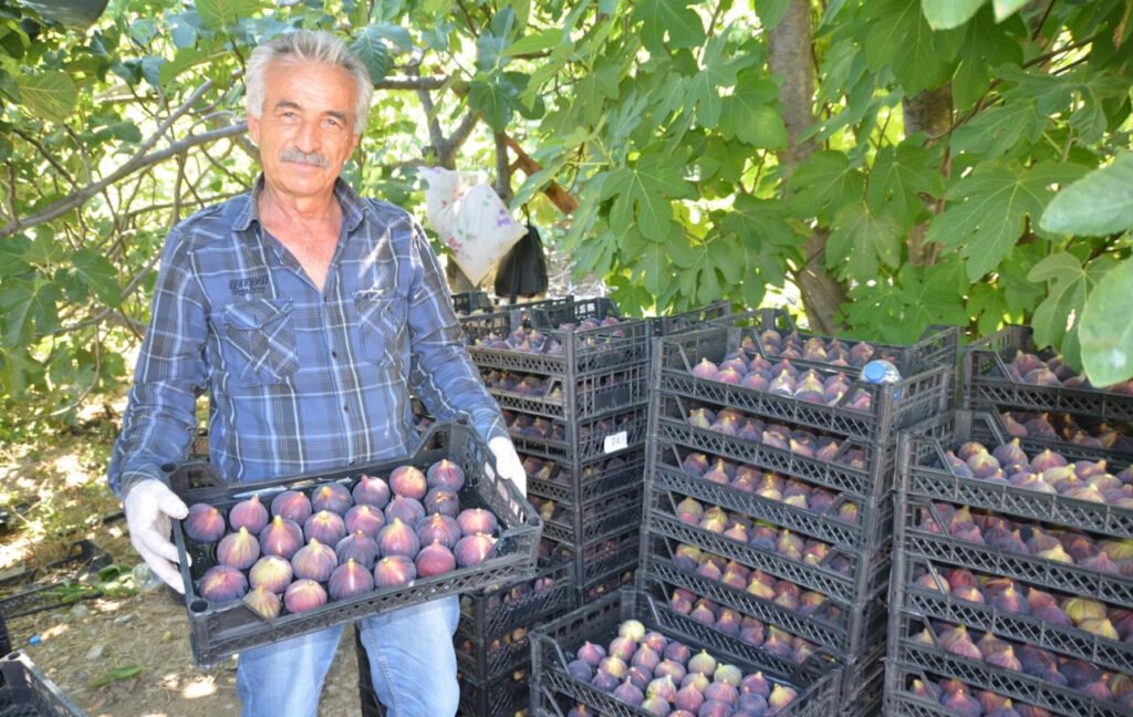 Antalya İbradı’da incir hasadı başladı