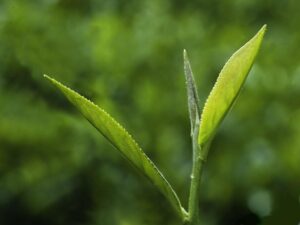 Çaykur: Hasat süreci aceleye getirilmemeli