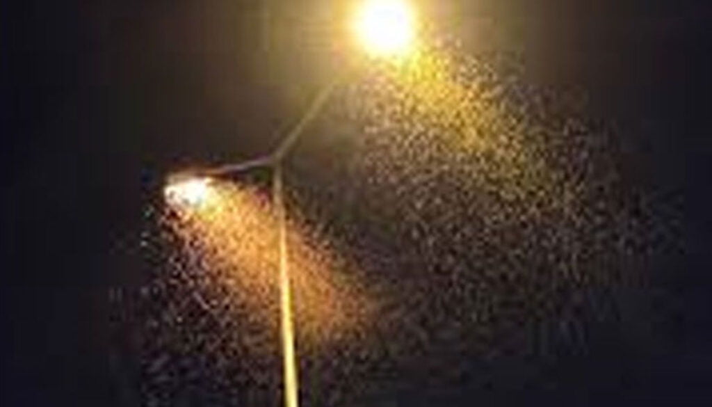 Eğirdir’de sinekler vatandaşa zor anlar yaşatıyor