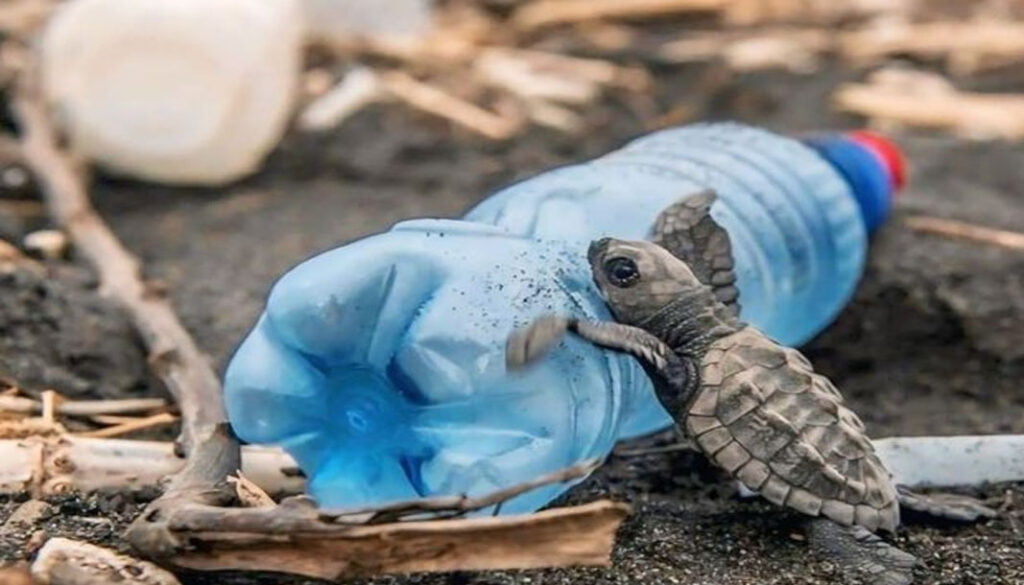 Caretta carettalar tehdit altında!