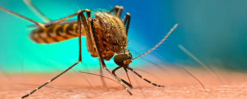 Batı Nil virüsü: Türkiye’de yeniden görülmeye başlandı