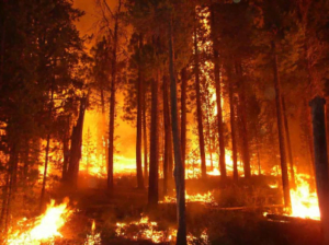 Manisa’daki orman yangınının 6. gününde: 2 Mahallede daha yangın