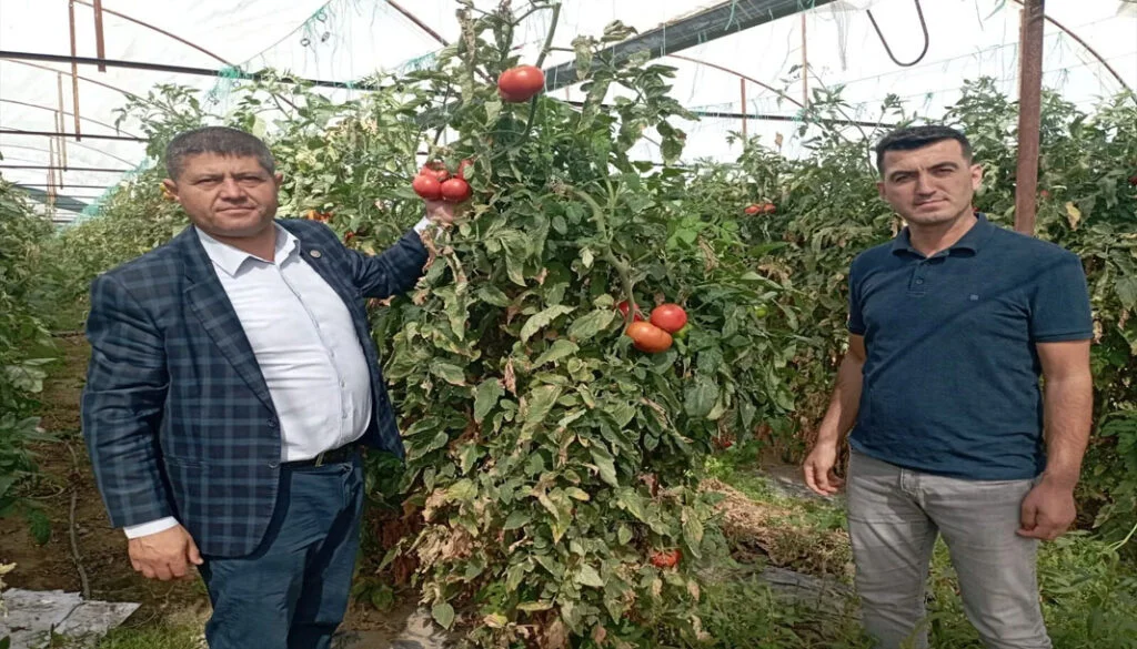 Isparta’da, domateste hastalıklar verimi düşürdü