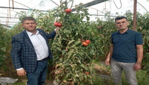 Isparta’da, domateste hastalıklar verimi düşürdü