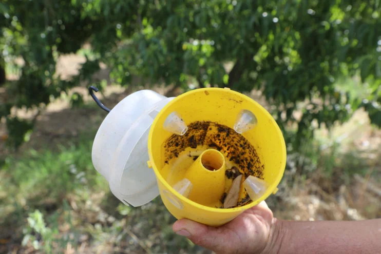 Büyükşehir’den Akdeniz meyve sineğine tuzak