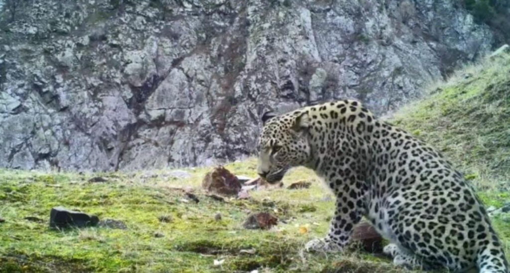 Anadolu parsını avlamanın cezası 30 milyon lira