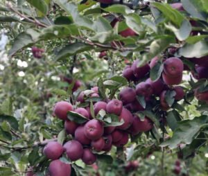 Elma üretiminde Isparta açık ara önde