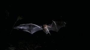 Gümüşhane’de eve giren yarasalar korku dolu anlar yaşattı