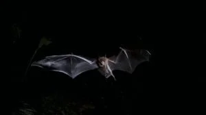 Gümüşhane’de eve giren yarasalar korku dolu anlar yaşattı