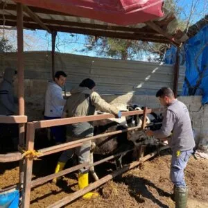 Mavi Dil Hastalığı; 9 Köy Karantinaya Alındı