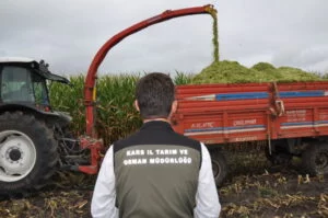 Kars’ta silajlık mısır hasadı başladı