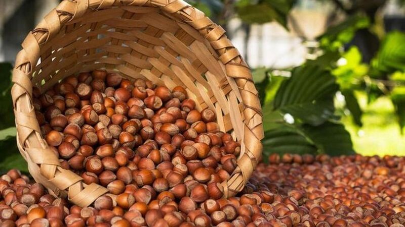 Fındık ihracatında son 3 yılda rekor artış