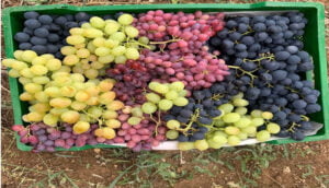 Yalvaç Kuyucak Köyü’nde üzüm hasadı başladı