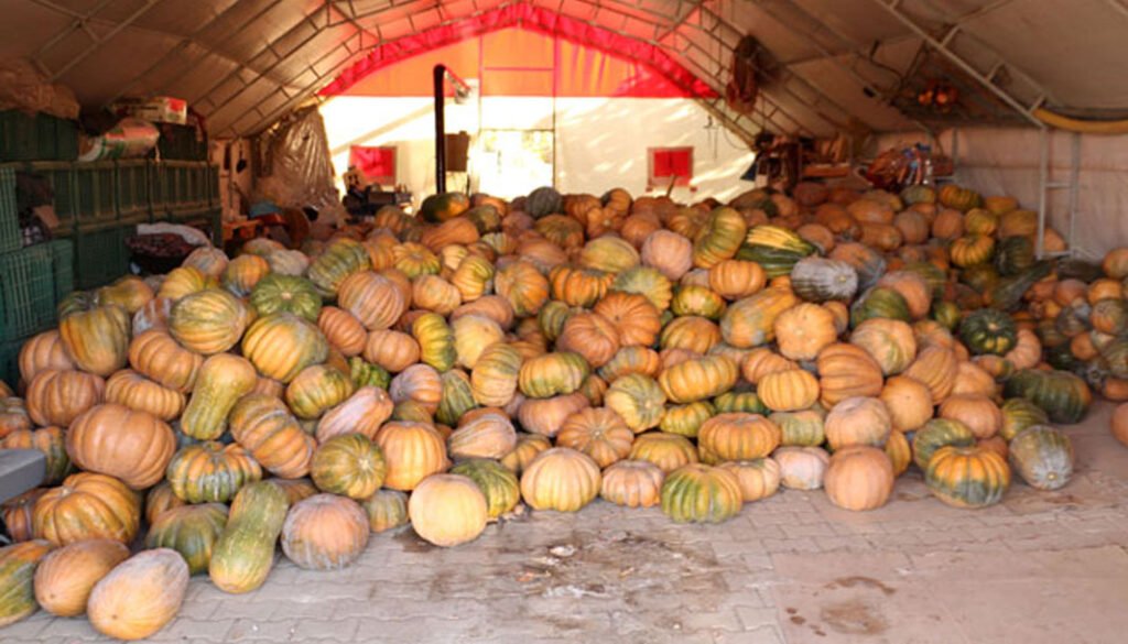 Bal kabağı, Isparta’nın geçim kaynağı oldu