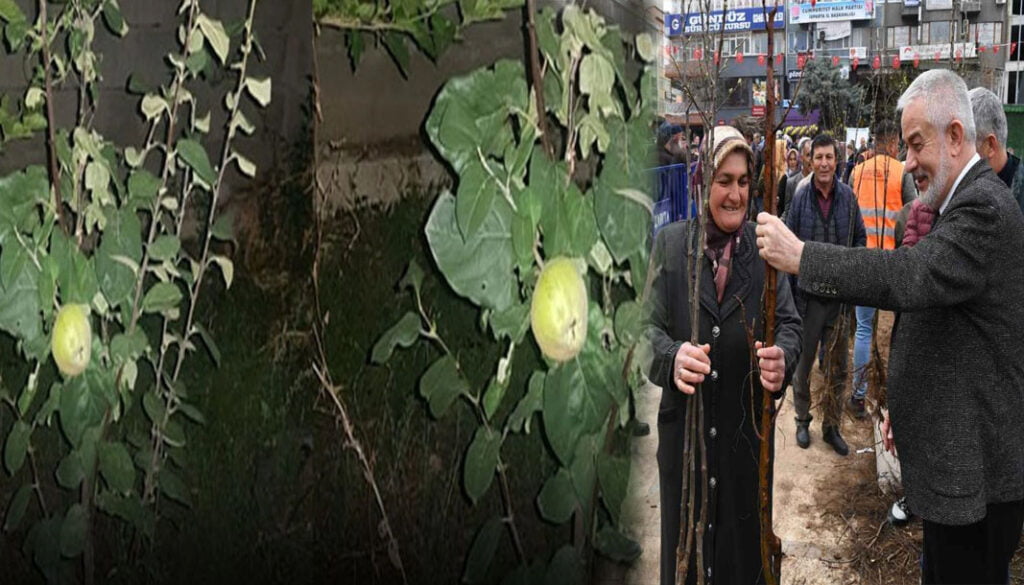 Isparta Belediyesi’nin dağıttığı fidanlar meyve vermeye başladı