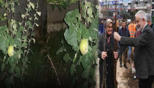 Isparta Belediyesi’nin dağıttığı fidanlar meyve vermeye başladı