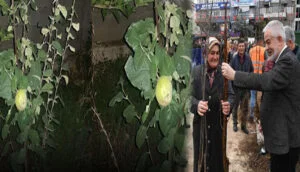 Isparta Belediyesi’nin dağıttığı fidanlar meyve vermeye başladı