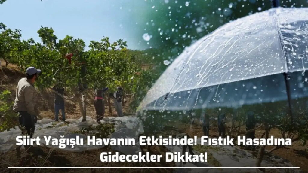 Siirt yağışlı havanın etkisinde, fıstık hasadına gidecekler dikkat!