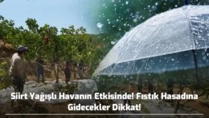 Siirt yağışlı havanın etkisinde, fıstık hasadına gidecekler dikkat!