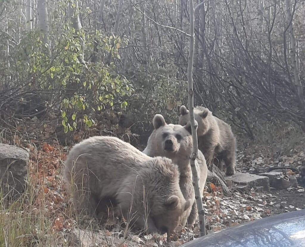 BİTLİS’DE, AYILAR HEYECAN YARATTI