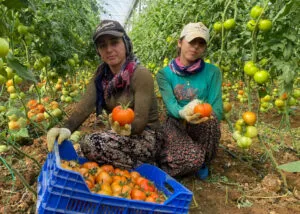 Antalya’da ilk domates hasatları gelmeye başladı