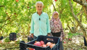 Finike’de nar hasadı sürüyor