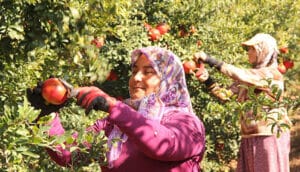 Nar bolluğu çetin bir kışın habercisidir