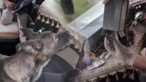 Narkotik Köpeği Rita sayesinde 1443 Uyuşturucu Hap Ele Geçirildi