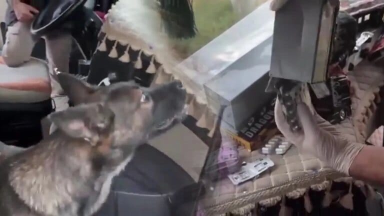 Narkotik Köpeği Rita sayesinde 1443 Uyuşturucu Hap Ele Geçirildi