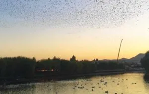 Nevşehir’de kırlangıçların göçü başladı
