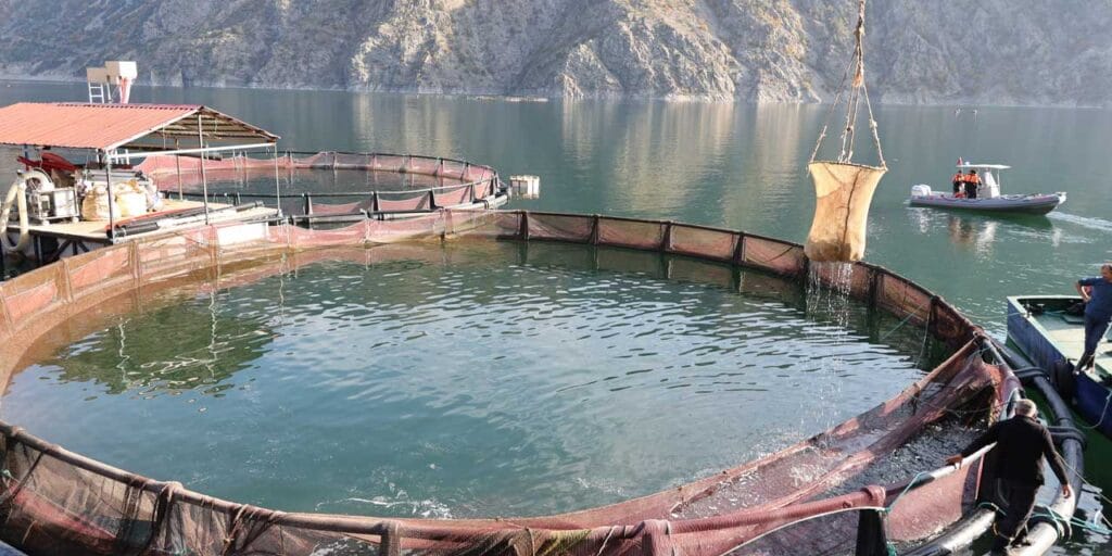 Türkiye’nin en yüksek ikinci barajında ilk balık hasadı yapıldı