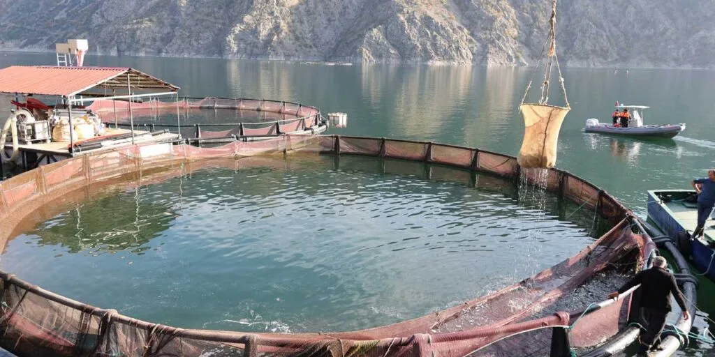 Türkiye’nin en yüksek ikinci barajında ilk balık hasadı yapıldı