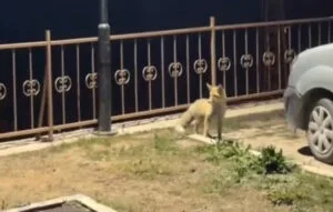 Gümüşhane’de şehir merkezine inerek mahallede gezen tilki kameralara yansıdı