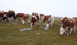Ardahan’da çalınan 60 hayvan bulundu