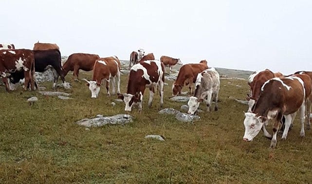 Ardahan’da çalınan 60 hayvan bulundu