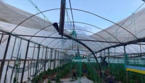 Antalya Aksu’da hortum seralara zarar verdi