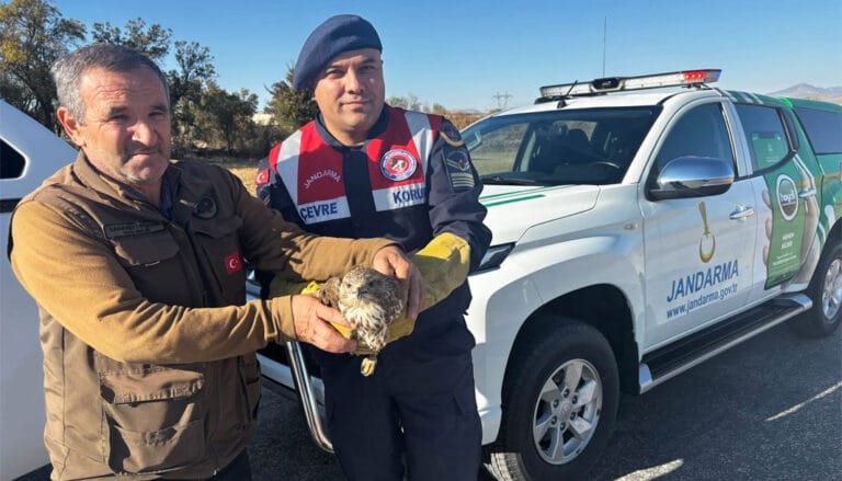 Burdur’da yaralı boz şahin bulundu