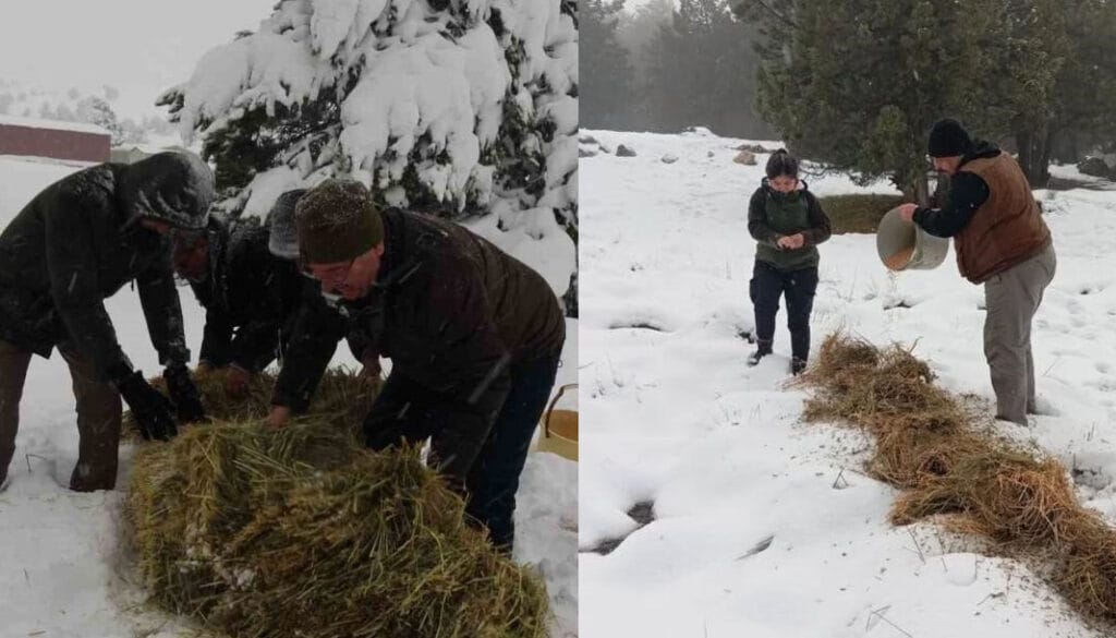 Burdur yaylalarında kar kalınlığı arttı yaban hayvanlar için seferberlik başladı – Birlik Haber Ajansı
