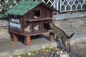 Amasya Belediyesinden hayvan dostlara destek