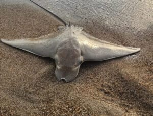 Antalya’da oltaya takılan vatoz, denize bırakıldı