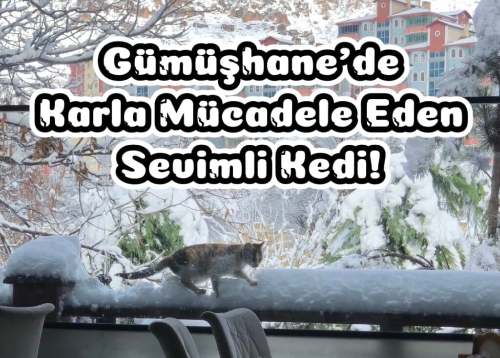 Gümüşhane’de karla mücadele eden sevimli kedi!