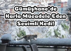 Gümüşhane’de karla mücadele eden sevimli kedi!