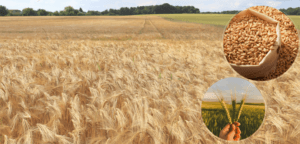 Tarımsal destekleme ödemeleri üreticilerin hesaplarına aktarıldı – Birlik Haber Ajansı