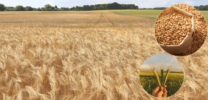 Tarımsal destekleme ödemeleri üreticilerin hesaplarına aktarıldı – Birlik Haber Ajansı