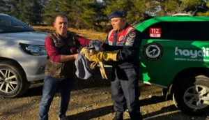 Burdur’da yaralı kızıl şahin koruma altında